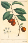 Wild Plum (Prunus americana).