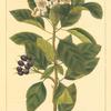 River Crab Apple (Pyrus rivularis).