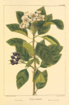 River Crab Apple (Pyrus rivularis).