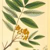American Mountain Ash (Pyrus americana).