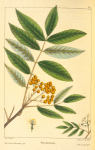 American Mountain Ash (Pyrus americana).