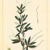Feather Bush (Cercocarpus ledifolius).