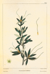 Feather Bush (Cercocarpus ledifolius).