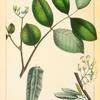 Jamaica Dogwood (Piscidia erythrina).