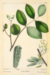 Jamaica Dogwood (Piscidia erythrina).