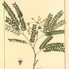 Broad-podded Acacia (Acacia latisiliqua).