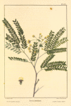 Broad-podded Acacia (Acacia latisiliqua).