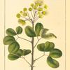 Blunt-leaved Inga (Inga Unguis-cati).