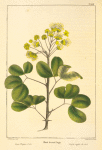 Blunt-leaved Inga (Inga Unguis-cati).
