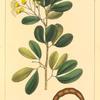 Guadaloupe Inga (Inga guadalupensis).