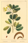Guadaloupe Inga (Inga guadalupensis).