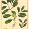 Jamaica Box-wood (Schæffera buxifolia).
