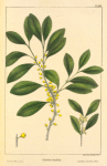 Jamaica Box-wood (Schæffera buxifolia).