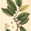 Snake Wood (Colubrina Americana).