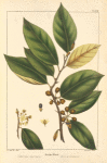 Snake Wood (Colubrina Americana).
