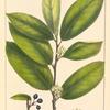 Carolina Buckthorn (Rhamnus carolinianus).