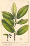 Carolina Buckthorn (Rhamnus carolinianus).