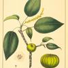 Manchineel (Hippomane mancinella).