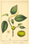 Manchineel (Hippomane mancinella).