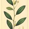 Shining-leaved Poison Wood (Excæcaria lucida).