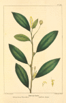 Shining-leaved Poison Wood (Excæcaria lucida).
