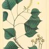 Tallow Tree (Stillingia sebifera).