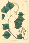 Tallow Tree (Stillingia sebifera).