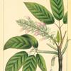 California Horse-chestnut (Æsculus californica).