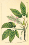 California Horse-chestnut (Æsculus californica).