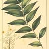 Florida Soap-Berry (Sapindus marginatus).
