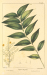 Florida Soap-Berry (Sapindus marginatus).