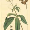 Round-fruited Honey Berry, or Genip Tree (Melicocca paniculata).