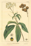 Round-fruited Honey Berry, or Genip Tree (Melicocca paniculata).