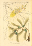 Large-leaved Maple (Acer macrophyllum).