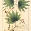 Round-leaved Maple (Acer circinatum).
