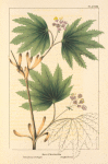 Round-leaved Maple (Acer circinatum).