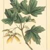 Mountain Sugar Maple (Acer grandidentatum).