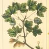 Currant-leaved Maple (Acer tripartitum).
