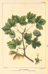 Currant-leaved Maple (Acer tripartitum).