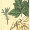 Califoria Box Elder (Negundo californicum).