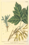 Califoria Box Elder (Negundo californicum).