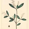 Buck-Wheat Tree (Cliftonia ligustrina).