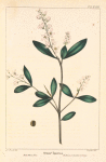 Buck-Wheat Tree (Cliftonia ligustrina).