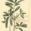 Carolina Cyrilla (Cyrilla racemiflora).