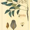 Mahogany Tree (Swietenia mahogoni).