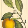 Wild Orange Tree (Citrus vulgaris).