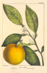 Wild Orange Tree (Citrus vulgaris).