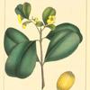Yellow-flowered Balsam Tree (Clusia flava).