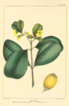 Yellow-flowered Balsam Tree (Clusia flava).