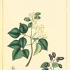 Florida Torch Wood (Amyris floridana).